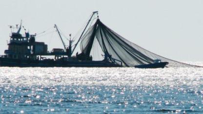 Türkiye Su Ürünlerinde Tarihi Rekor Kırdı: 1 Milyon Ton Aşıldı