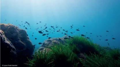 "Binlerce Gemi Deniz Çayırlarını Tahrip Ediyor"