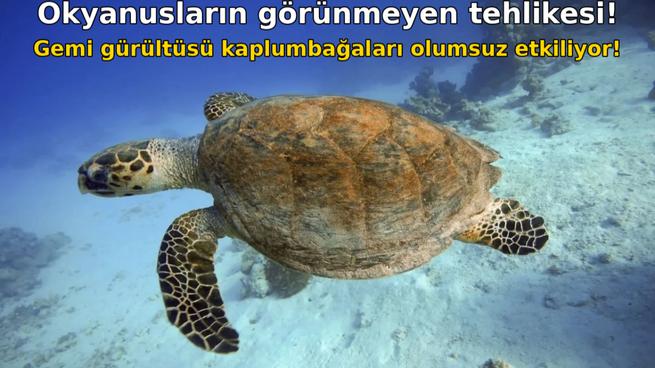 Okyanusların görünmeyen tehlikesi, gemi gürültüsü kaplumbağaları olumsuz etkiliyor