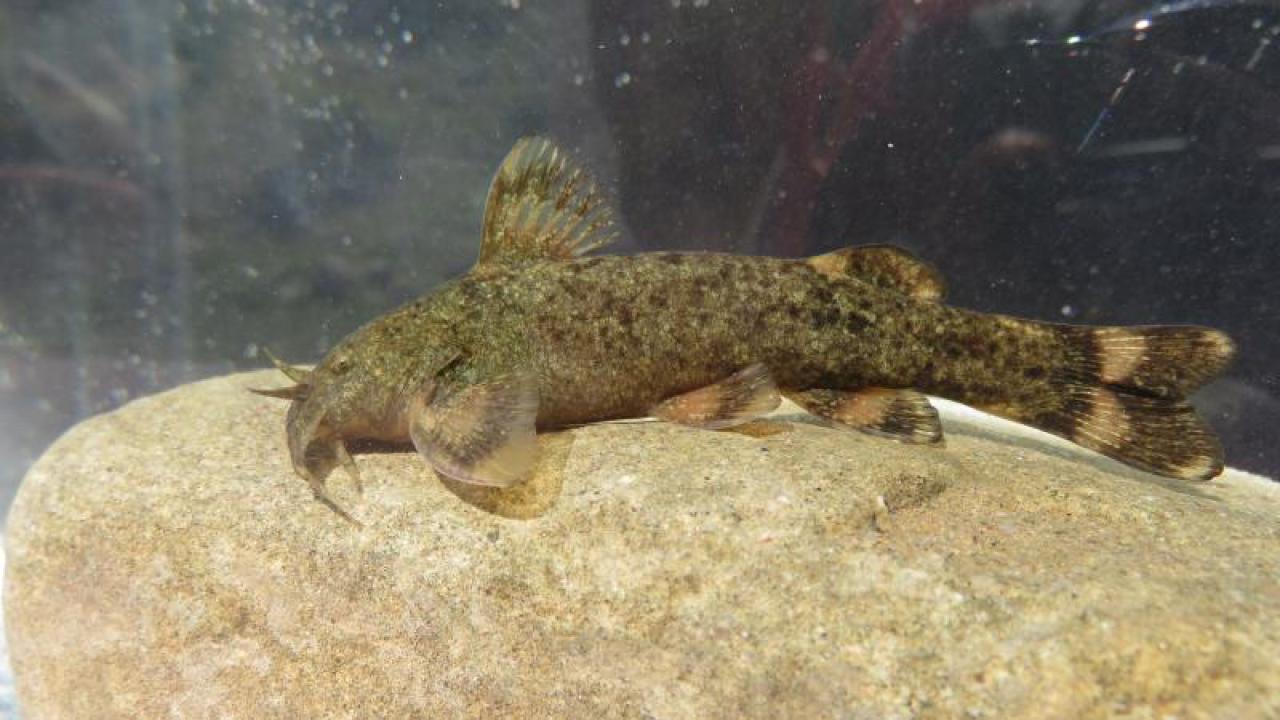 Ülkemizde tatlı su balıkları tehlike altında