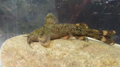 Ülkemizde tatlı su balıkları tehlike altında