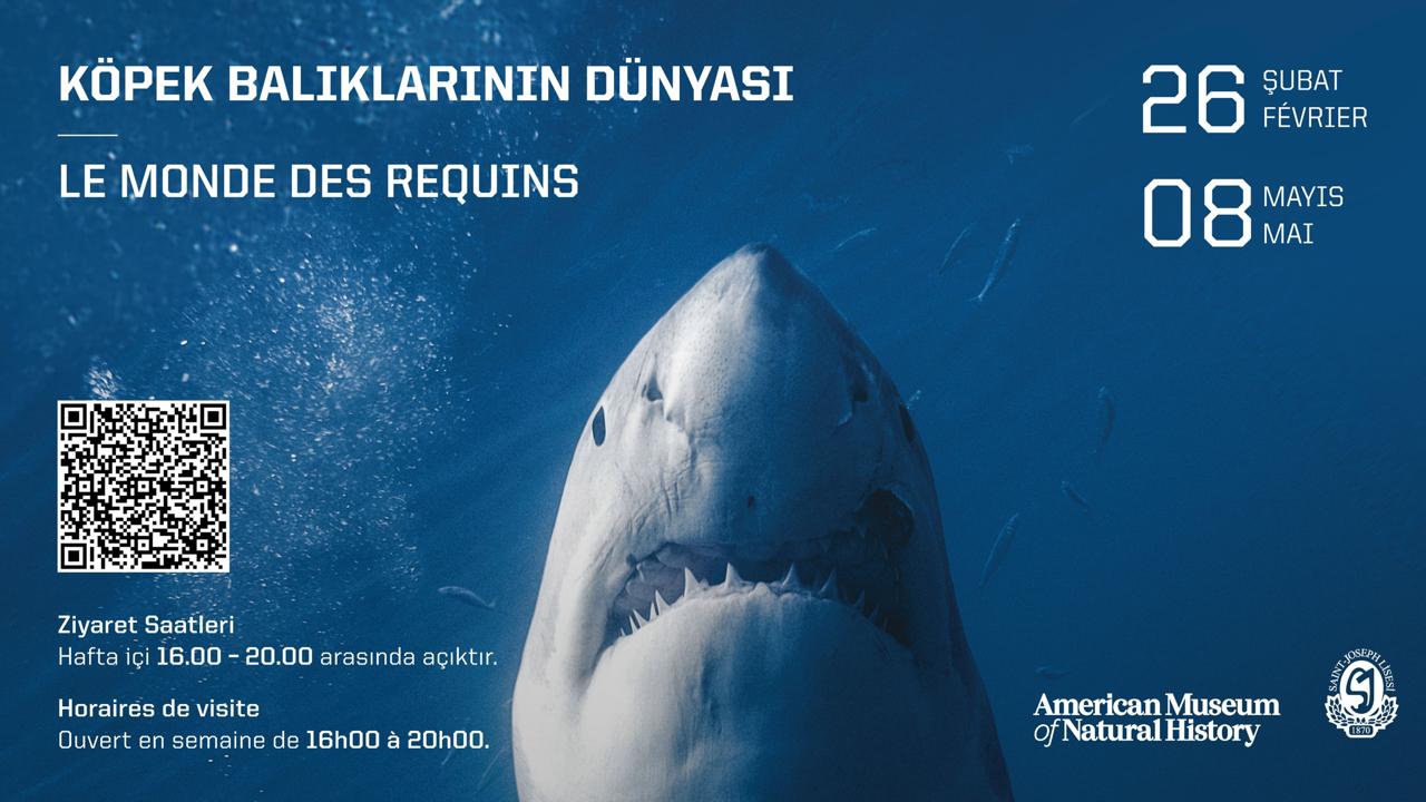 Ünlü “Köpek Balıklarının Dünyası” Sergisi Saint-Joseph Lisesi’nde