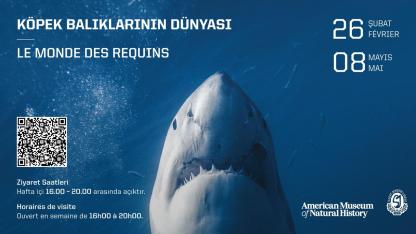 Ünlü “Köpek Balıklarının Dünyası” Sergisi Saint-Joseph Lisesi’nde
