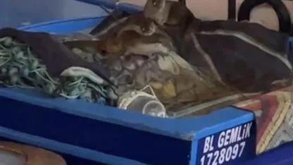 Gemlik'te Aç Kalan  Su Samuru  Yavrularıyla Tekneye Sığındı