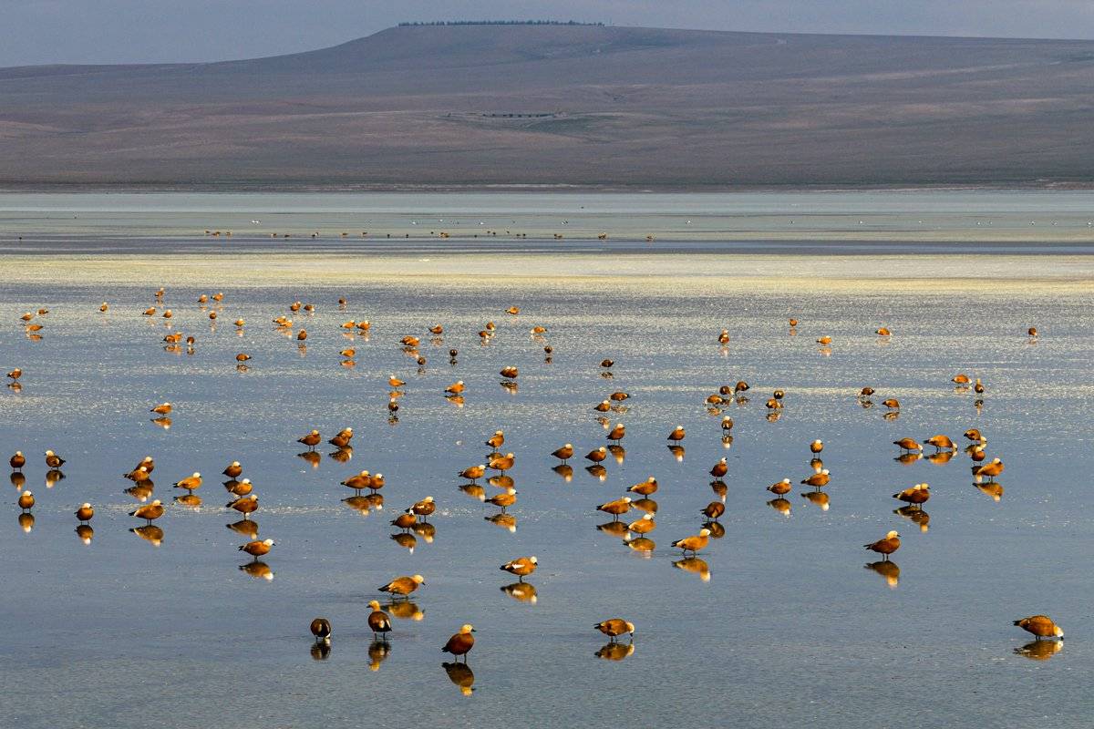 Angıt kuşları, Düden Gölü’nde mola verdi