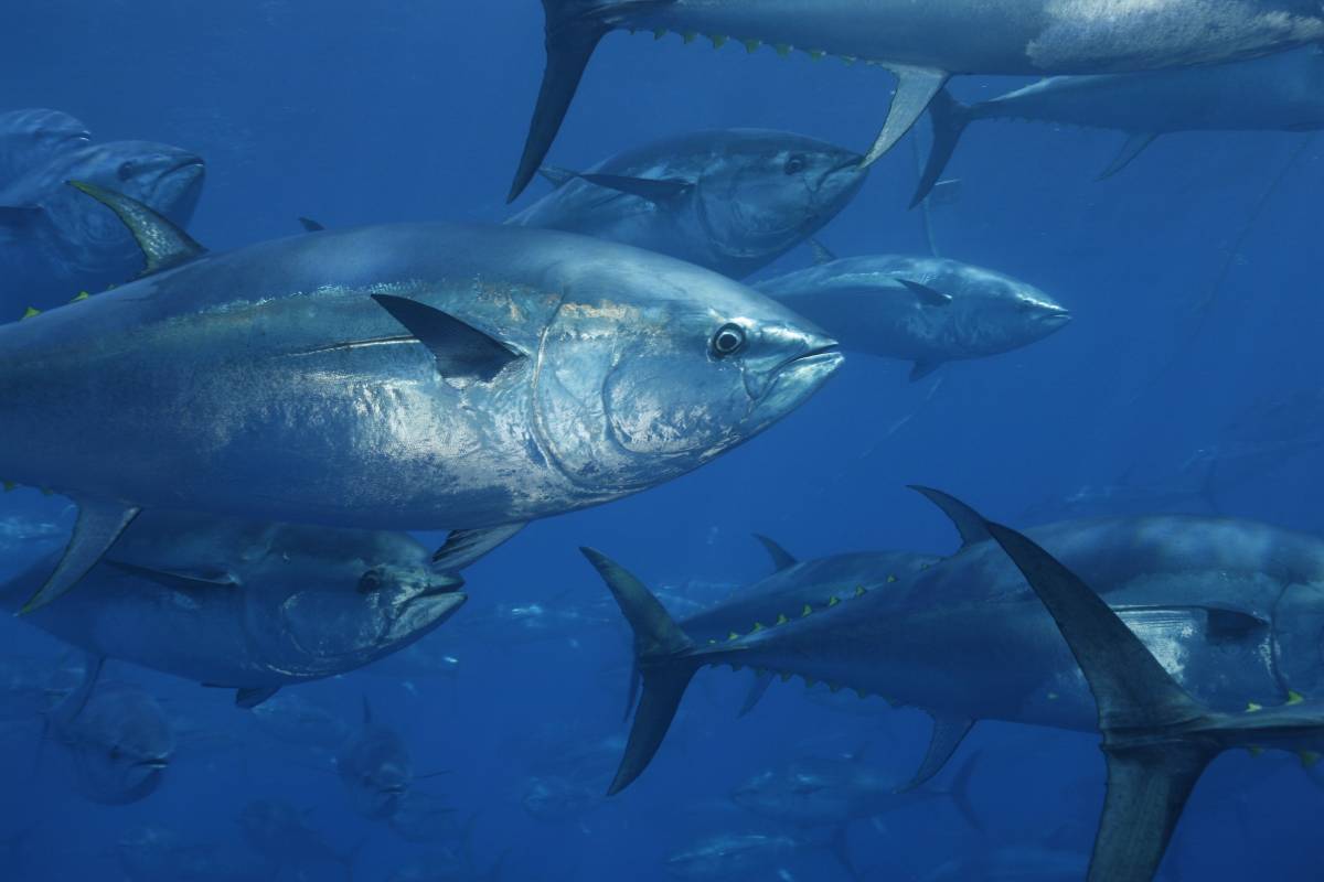 Türkiye ocak ayında 207 milyon dolarlık balık ihraç etti.