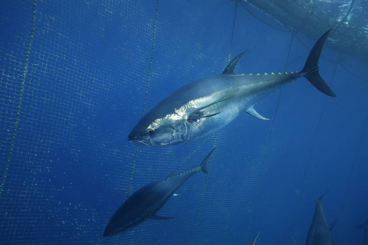 Türkiye ocak ayında 207 milyon dolarlık balık ihraç etti.