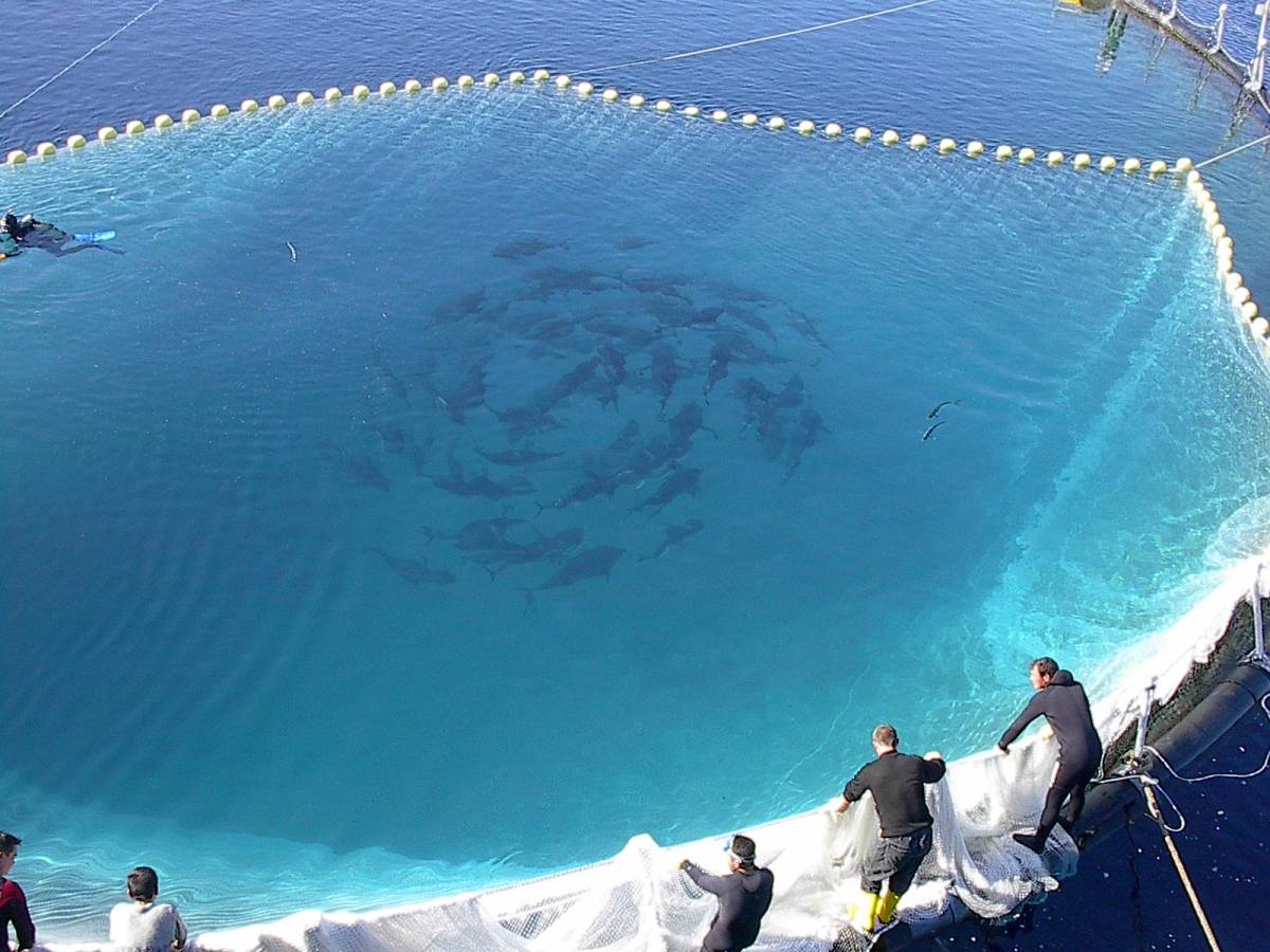 Türkiye ocak ayında 207 milyon dolarlık balık ihraç etti.