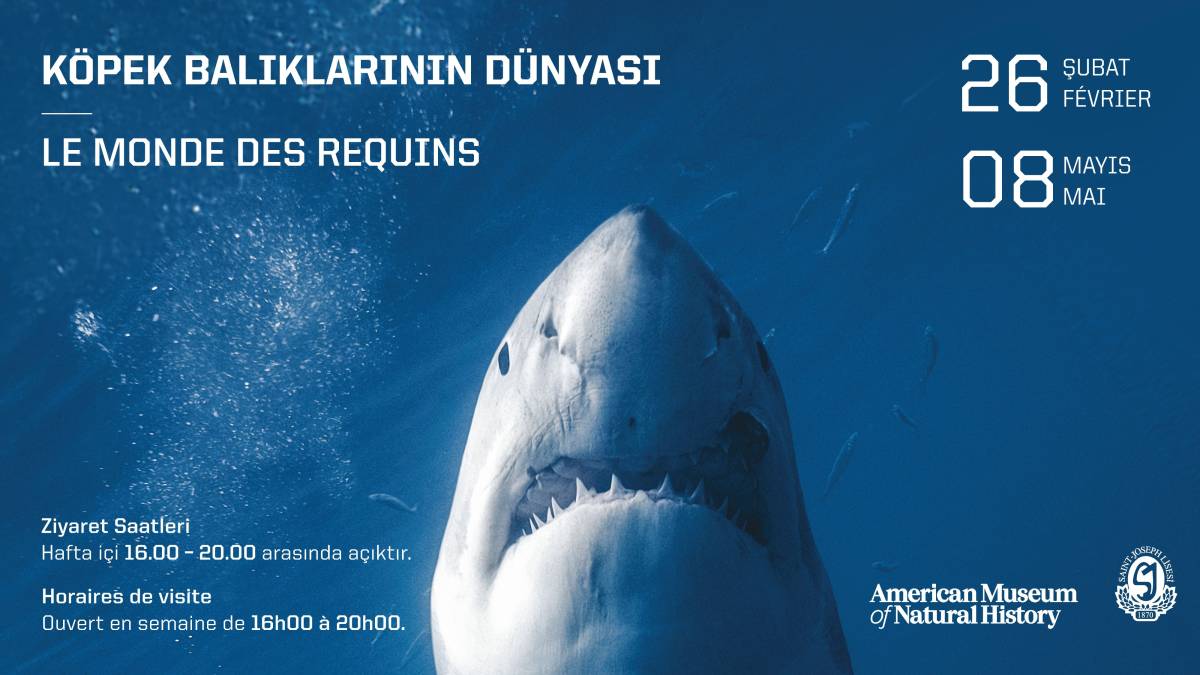 Ünlü “Köpek Balıklarının Dünyası” Sergisi Saint-Joseph Lisesi’nde