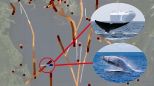 Takip cihazı takılan mavi balinanın gemilerden kaçışı böyle görüntülendi!